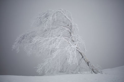 Close-up of snow