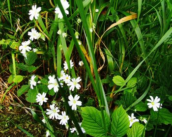 Close-up of white flowers blooming in grass