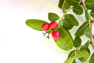 Close-up of red berries growing on tree