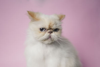 Portrait of a cat on wall