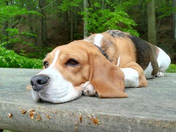 Close-up of dog resting