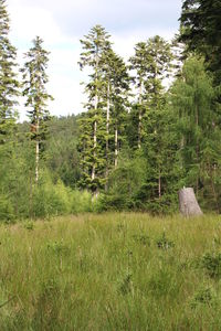 Trees in forest