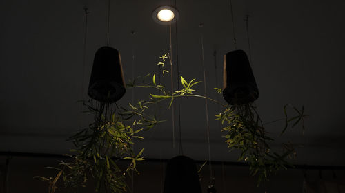 Potted plants on illuminated lamp against wall at night