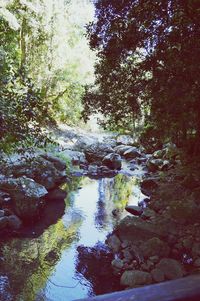 Stream flowing through forest