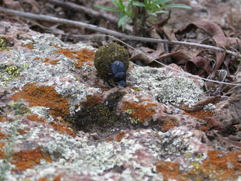 Close-up of bird perching on ground