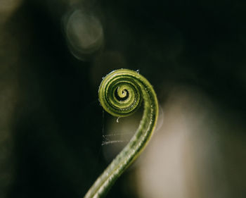 Close-up of spider web on tendril