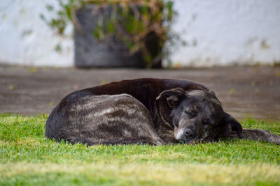 Dog resting in a field