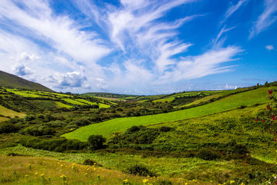 Scenic view of agricultural field against blue sky