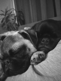 Close-up of dog sleeping