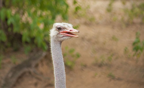 Close-up of the head and upper neck of an ostrich.