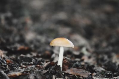 Close-up of mushroom growing on field