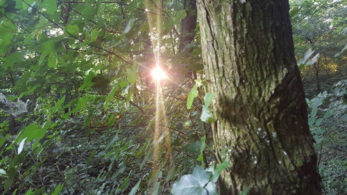 Sun shining through trees