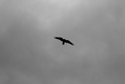 Low angle view of eagle flying against sky