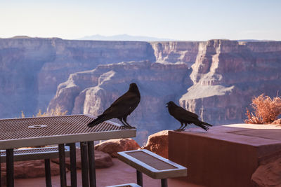 Crows at home of crow of west canyon