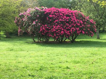 Pink flowering trees in garden