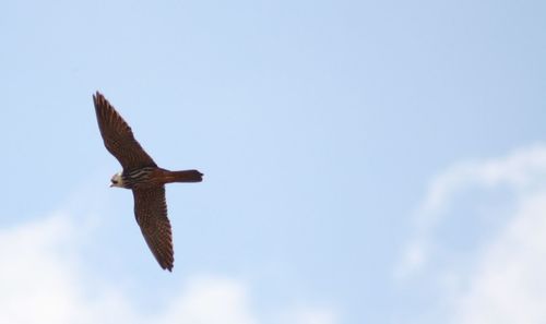 Low angle view of birds flying in sky