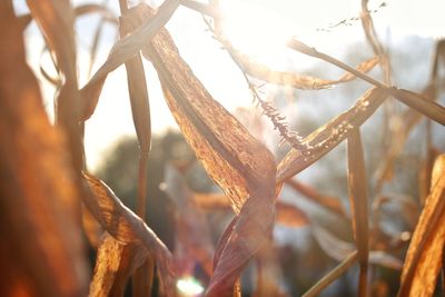 Close-up of dry leaves against sky