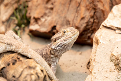 Close-up of lizard on rock