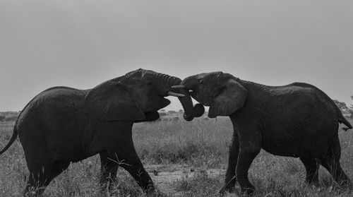 Two young elephants playing. 