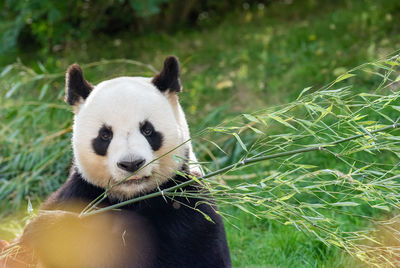 Panda eating bamboo