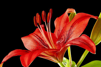 Close-up of red lily against black background