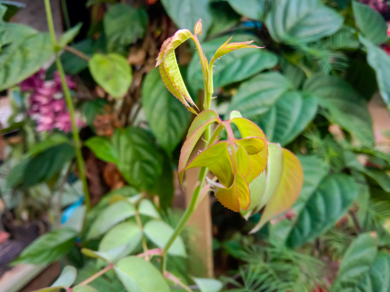 CLOSE-UP OF FLOWERING PLANT