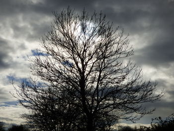 Low angle view of bare tree against sky