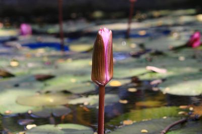 Close-up of pink lotus water lily