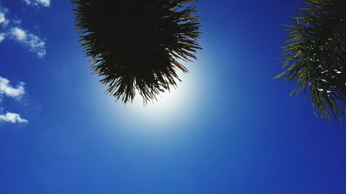 Low angle view of coconut palm tree against blue sky