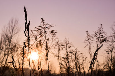 Silhouette trees against sky during sunset