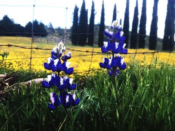 Close-up of purple crocus flowers on field