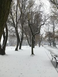 Trees on snow covered landscape