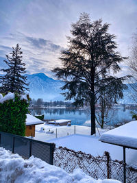 Trees on snow covered mountains against sky