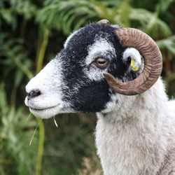 Close-up portrait of sheep on field