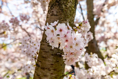 Close-up of pink cherry blossoms in spring