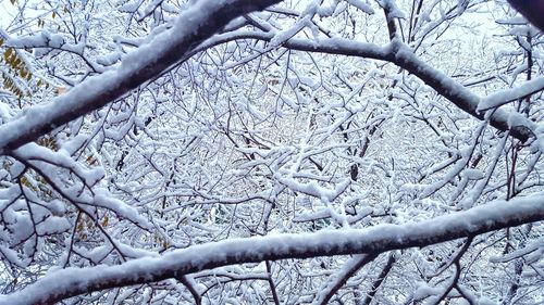 Full frame shot of bare tree