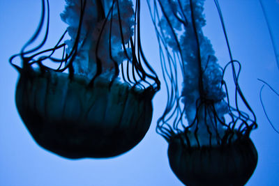 Close-up of jellyfish in sea