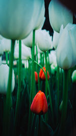 Close-up of red tulip on field