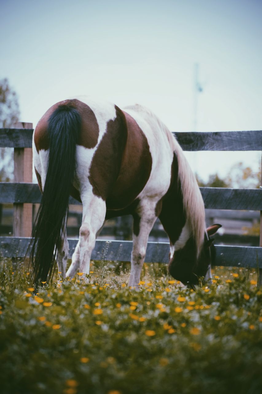 HORSE GRAZING IN RANCH