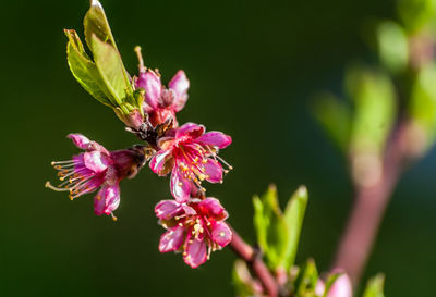 Close-up of pink flowers blooming outdoors