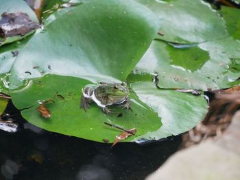 Close-up of frog on leaf