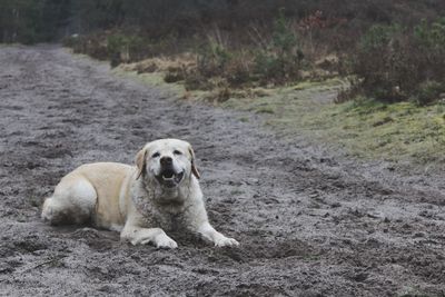 Portrait of dog relaxing on field