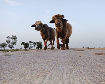 Two buffaloes