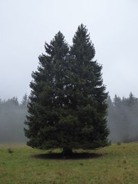 Pine trees on field against sky