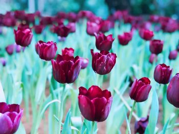 Close-up of purple flowers blooming outdoors