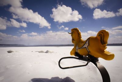 Side view of a horse on the beach