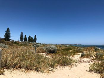 Scenic view of beach against clear blue sky