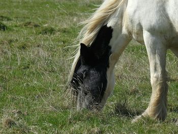 Close-up of horse grazing on field