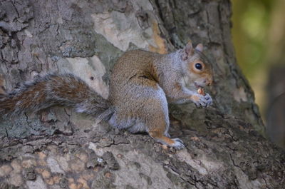 Close-up of squirrel on tree trunk