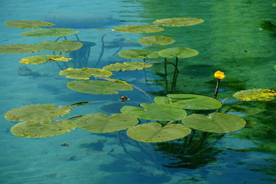 Lotus water lily in lake